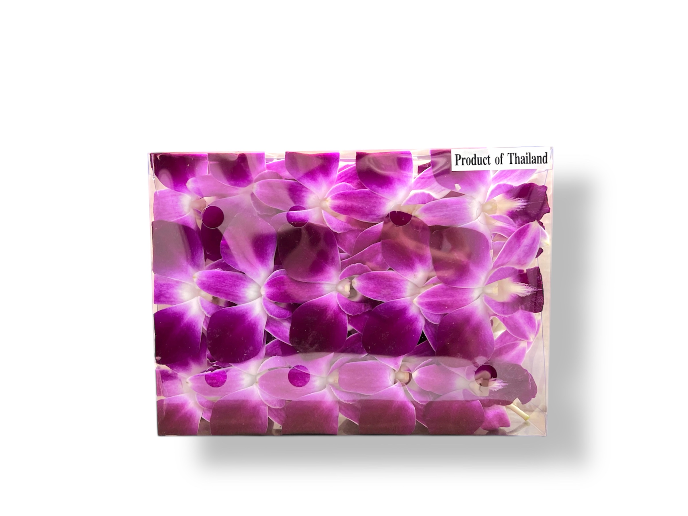 Orchid